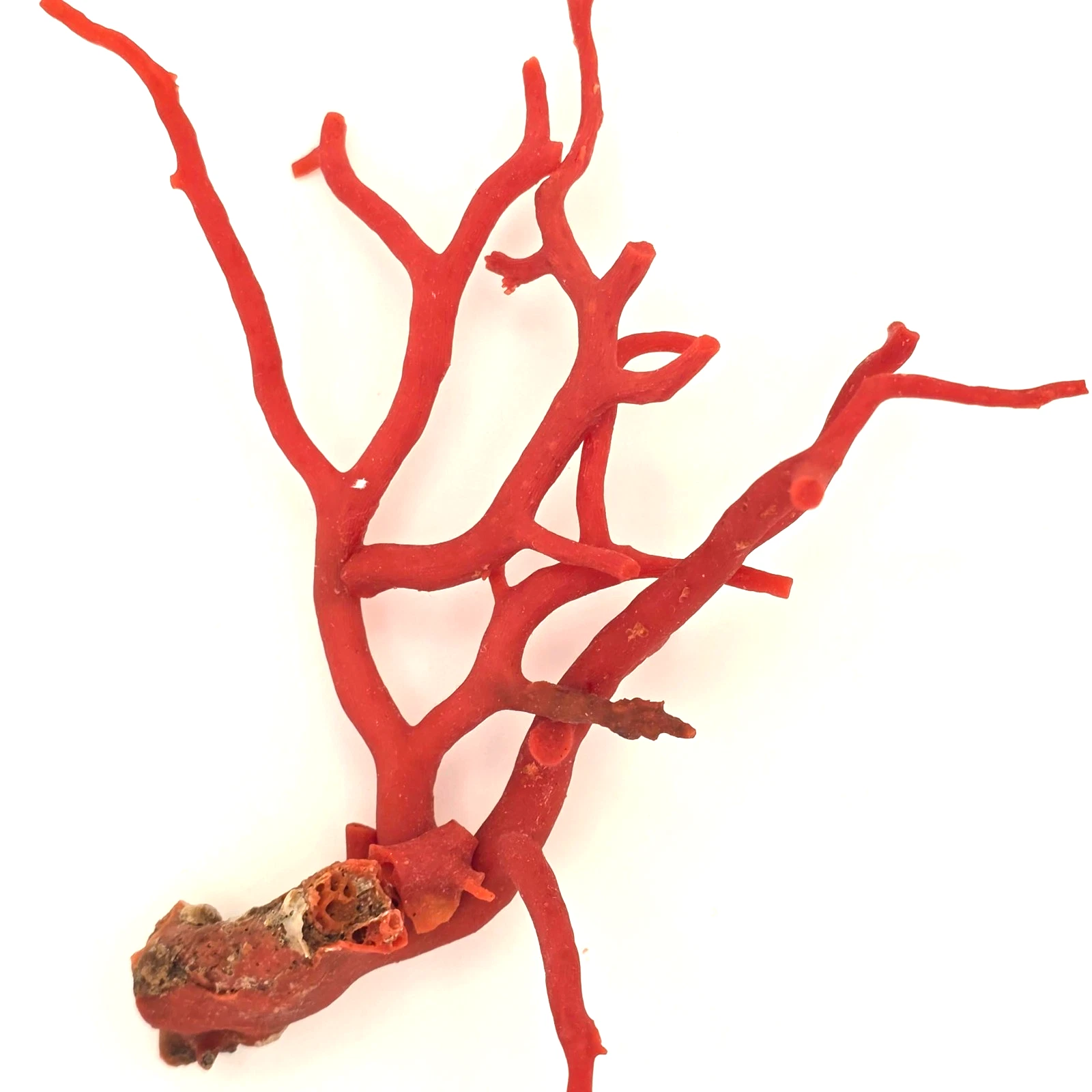 Natural Red Coral Branch