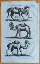 Merian/Johnston Original Copperplate Camel Camelus Folio - 1657