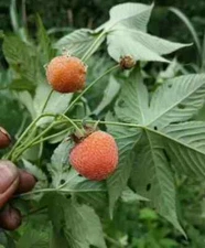 Rubus chingii suavissimus CHINESE SWEETLEAF RASPBERRY Fruit Seeds