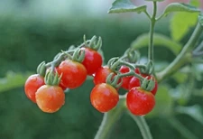 Tiny Tim Cherry Tomato Seeds, 30 Seeds, BUY 2 GET 1 FREE, NON-GMO, FREE SHIPPING