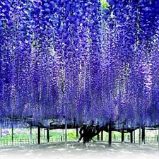 10 Chinese Blue Wisteria sinensis Tree Seeds Fast Flower Vine Hardy Bonsai Plant
