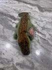 Vtg Ty Beanie Baby Ally The Alligator W/Tag 1993/1994 PVC Tush & Ear Tags