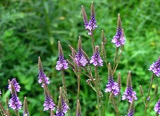 Blue Vervain Seeds 200+ Verbena Hastata Perennial Garden Medicinal USA FREE S&H
