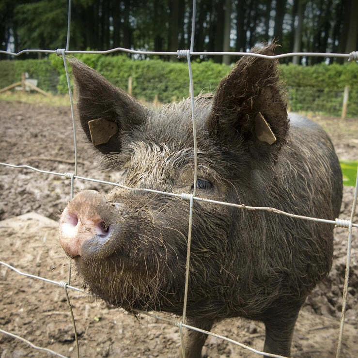 Wildzaun Gatter Forstzaun Weidezaun Maschendraht Knotengeflecht Drahtzaun - Bild 3 von 4