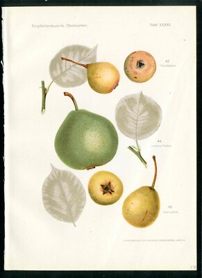 1912  Pfeiffer Original Antique Fruit Print Heirloom Pear Luxemburger, Metzer