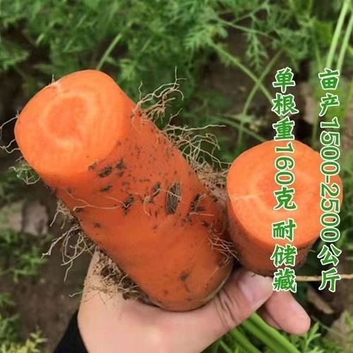 Carrot seeds eaten raw, sweet and crispy, high nutrient vegetable seeds - Picture 8 of 11