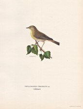 Fitis Zorzal Común Pájaro Pájaro Cantor Oiseaux Lithografía Wright