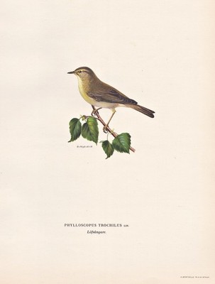 Fitis willow warbler Vogel birds songbird oiseaux bird oiseau Lithograph Wright