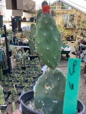 Opuntia Red Buttons 6" Tall Clustering Cactus This Plant #60G