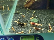 Lot de 10 Crevettes cantonensis galaxy tiger red Aquarium Poissons Plantes