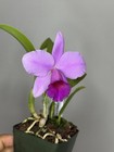NEW! Unreleased 2027 Cattleya (L. Praestans x Sc. Lana Coryell) SVO 11383 — photo 2
