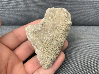 Fossiles Korallenpräparat, unbekannte Arten, England, UK.
