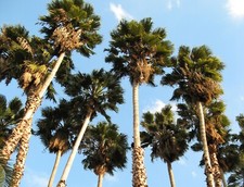 Washingtonia robusta x 15 semi palma a ventaglio messicana, Sky Duster