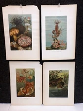 4 VINTAGE 1890's Prang CHROMOLITHOGRAPH AQUATIC ANIMALS Selmar Hess PRINTS