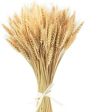 100 St&uuml;ck 40cm Dried Wheat Weizen Getrocknete Weizenblumen Getrocknetes Weizengr