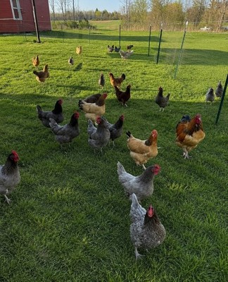 BYM Fertile Hatching Eggs From High Production Layers