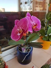 Digital Image Picture Photo Wallpaper Background Beautiful Art # 343