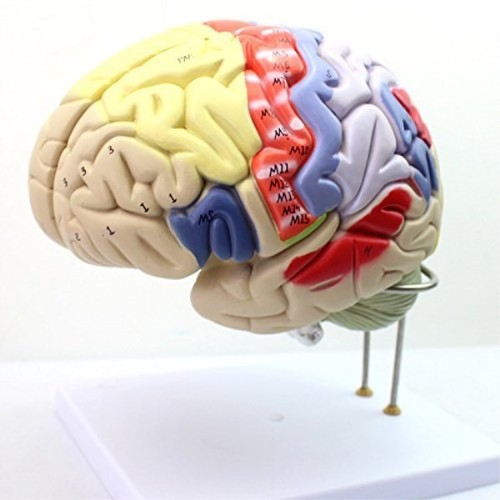 removable human head skull colored human brain nerve anatomy model four parts ebay details about removable human head skull colored human brain nerve anatomy model four parts
