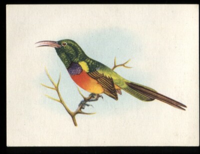 Tabakkarte, UTC, UNSERE SÜDAFRIKANISCHEN VÖGEL, 1942, groß, orange Brust Sonnenvogel, #132