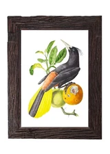 Vintage Black Bird Illustration 5x7 Tropical Exotic Fruit Bird Wall Art Print