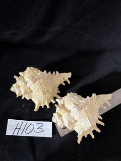 Seashell Decor Lot Of Two Resin Murex Shells 5.5” Each (H103)
