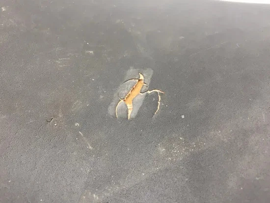 Cojín de cojín para conductor del asiento delantero Triumph Speed Triple 2001 3373 x Foto 4 de 4