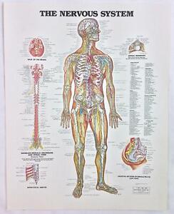 The Anatomical Chart Series