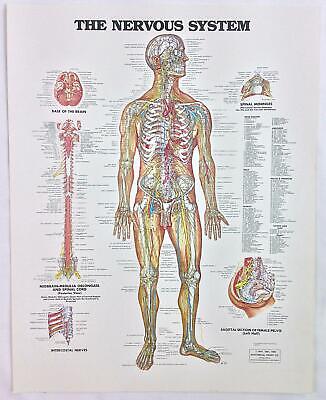 Anatomical Nervous System Chart