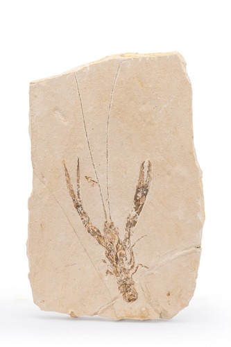 Fossil Lobster. Pseudostacus hakeliensis Cretaceous Hjoula, Lebanon