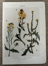 Antique Print Wallflower Wild & Hedge Mustard 1912 Botanical Wildflowers