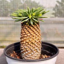 10-12CM Succulent Cactus Plant Euphorbia Bupleurifolia Cactaceae Beautiful Plant