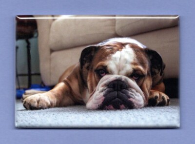 BULLDOG *2X3 FRIDGE MAGNET* DOG PET MAN'S BEST FRIEND K9 PUPPY FRENCH ENGLISH