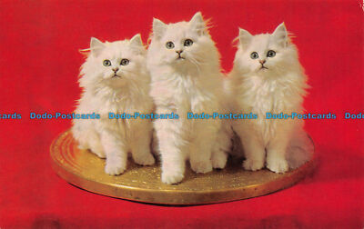 R117175 Old Postcard. Three Kittens. Salmon. 1972
