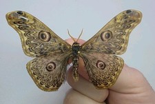 Caligula Anna A- Set Specimen. Wings Spread. Entomology Specimens. Real Moth.
