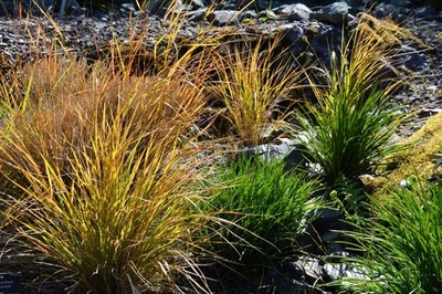 50 PHEASANT TAILS GRASS Feather Reed New Zealand Wind Stipa Arundinacea syn Anem