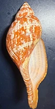 Fasciolaria tulipa ( Linnaeus,1758)