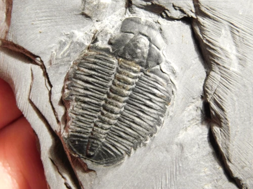 510 Million Year Old! Elrathia TRILOBITE Fossil From Cambrian Utah 198gr *B