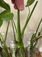 Bouture Monstera Deliciosa nœud avec racine aérienne prête à enraciner