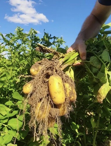 🥔 frische Kartoffeln 🥔 20kg direkt vom Bauern Sorte Belana Ernte 2023 TOP - Bild 1 von 3