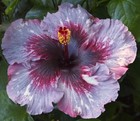 HEARTBREAKER (HVH- ) Tropical Hibiscus -- Plant in 4.5" pot — photo 1