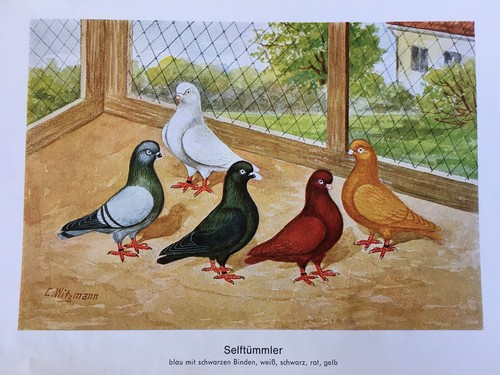 Geschenkidee für Taubenzüchter - nostalgische Kunstdrucke gerahmt - Mövchen - Bild 25 von 38