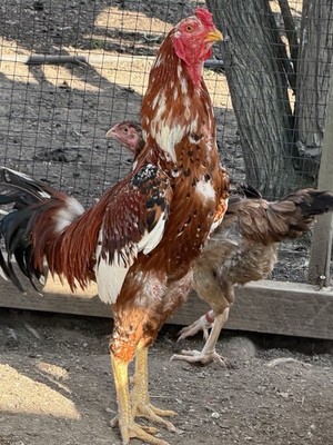 6  Indio gigante hatching eggs. The world tallest chicken Breed Brazilian,