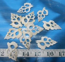 ~ Sliced Maple Leaf Shells ~ 10 Leaf Cuts ~ Creme/Ivory ~ Sailor's Valentines ~
