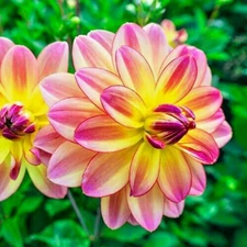 Dahlia PACIFIC OCEAN 1 Live Flower Plant Bulb Tuber PINK YELLOW VARIEGATED BIG