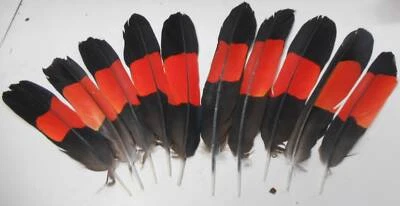 Stunning Fan Of Red Tailed Black Cockatoo Tail