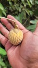 Annona macrocalyx — photo 1