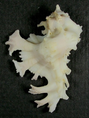 MUREX ANATOMICA 44.21mm SUPER CHOICE RARE SPECIMEN Wakayama, Japan - Picture 2 of 2