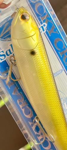Lucky Craft SW Sammy 128 Topwater 5” Walking Inshore Fishing Lure -Golden Shiner - Picture 2 of 8