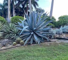 American Aloe, Century Plant Agave Americana Seeds  Free Shipping!