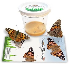 5 Live Caterpillars for Butterfly Growing Kit - Refill 5